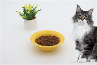 Kedi köpek mama kasesi 15cm Sarı Seramik Yüksek Kalite BuShop