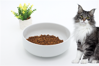 Kedi köpek mama kasesi 15cm  Seramik Yüksek Kalite BuShop