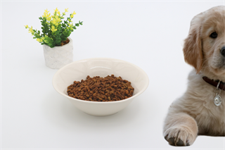 Kedi köpek mama kasesi 19cm Krem Seramik Yüksek Kalite BuShop