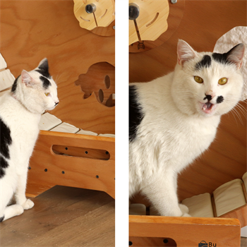 Kedi Koşu Tekerleği  Kedi koşu Bandı   Lüks  Masif Ağaç  Kaydırmaz Taban BuShop