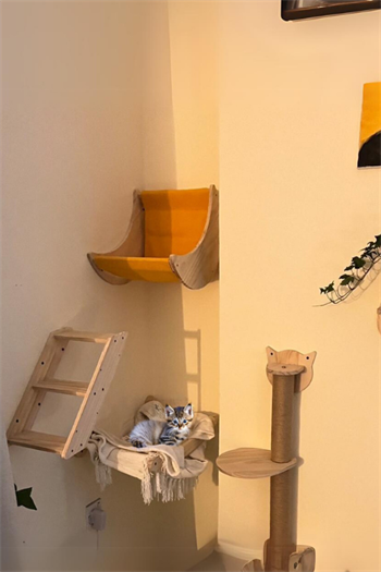 Kedi parkuru kedi yatağı kedi evi  kedi duvar tırmanma oyun moonlight seti