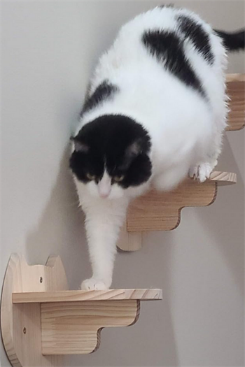 Kedi parkuru kedi yatağı kedi evi kedi duvar tırmanma oyun seti half moon modeli