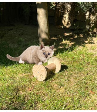 kedi oyuncak, kedi tırmalama oyuncağı, doğal ahşap tekerlek, kedi tırmalama oyuncağı, Jüt halat sargılı Yoyo Modeli BuShop