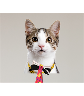 Kedi tırmalama tahtası dikdörtgen eko model + Papyon Hediyeli BuShop Doğal ahşap + Duvar dübeli + vida.