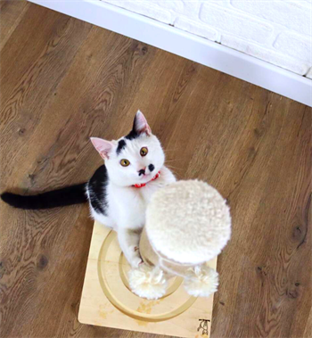 Kedi tırmanma tahtası Kedi tırmalama tahtası  55cm, Doğal Ahşap, Premium Kalite Kahverengi