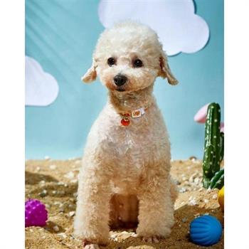 Kedi ve Köpek Boyun Tasması Şeftali Desenli M  Bushop 