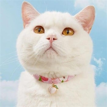 Kedi ve Köpek Boyun Tasması Çilek Desenli M Bushop 