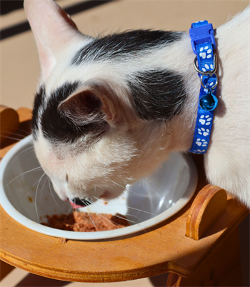 Kedi ve Köpek Boyun Tasması Pati Desenli ve Zilli-Mavi