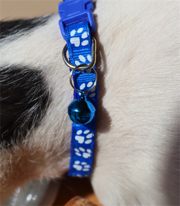 Kedi ve Köpek Boyun Tasması Pati Desenli ve Zilli-Mavi