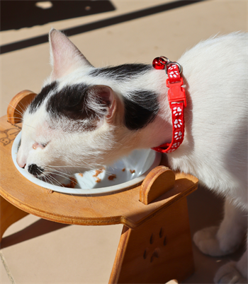 Kedi ve Köpek Boyun Tasması Pati Desenli ve Zilli-kırmızı