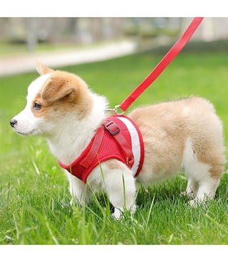 Kedi ve  Köpek Göğüs Tasması Gezdirme Seti 2 Li Kırmızı M BuShop