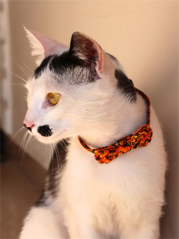 Kedi ve Köpek Papyon Boyun Tasması Balkabağı desenli Bushop 