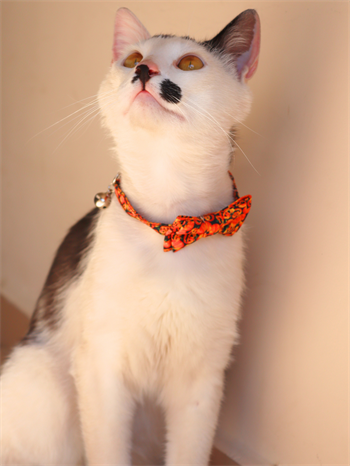 Kedi ve Köpek Papyon Boyun Tasması Balkabağı desenli Bushop 