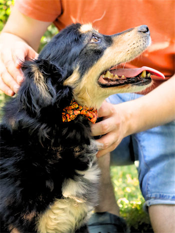 Kedi ve Köpek Papyon Boyun Tasması Balkabağı desenli Bushop 