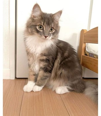 Kedi Yatak, Kedi duvar yatağı, Kedi yer yatağı, Lüx BuShop Ahşap Jupiter Modeli