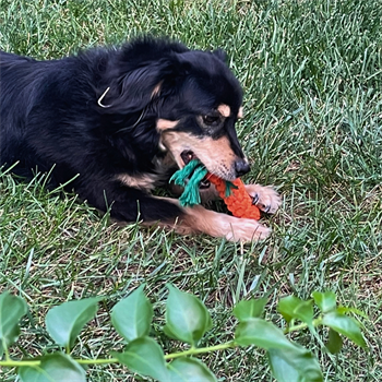 Köpek diş kaşıma ve Isırma oyuncağı – Sağlam Diş İpi Halatı Bushop Havuç 