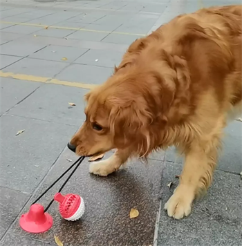 Köpekler için eğitici interaktif oyuncak- Güçlü vantuz ile yere sabitlenir-Eğitir-Ödül maması verir-Bushop Pembe