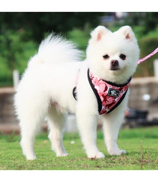 Köpek Göğüs tasması Koşu Takımı Dörtlü set BuShop XL Kahverengi 