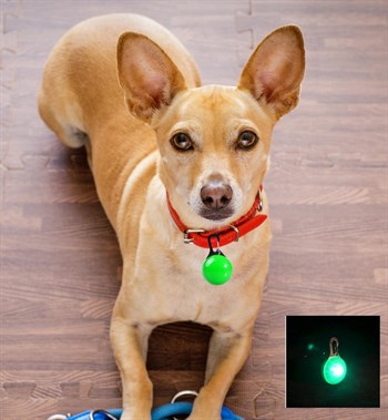 Köpek Kedi Işıklı Tasma Ucu BuShop Pilli Ledli Flaşör Yeşil