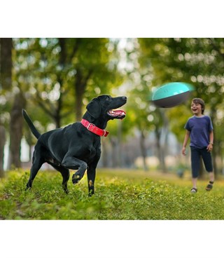 Köpek oyuncağı  Zeka geliştirir BuShop Ultra Dayanıklı  Baskı altında mama verir  Ses Çıkartır Mavi