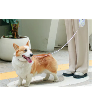Köpek Tasması Otomatik Geri Çekilebilir Ledli El Fenerli BuShop 5m Mor