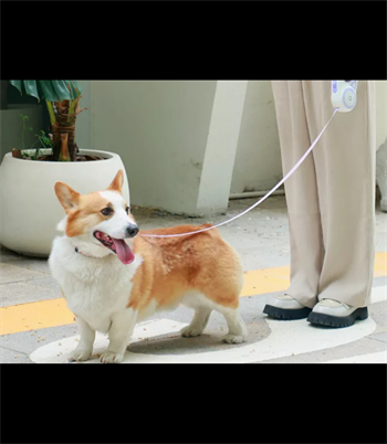 Köpek Tasması Otomatik Geri Çekilebilir Ledli El Fenerli BuShop 5m Turkuaz
