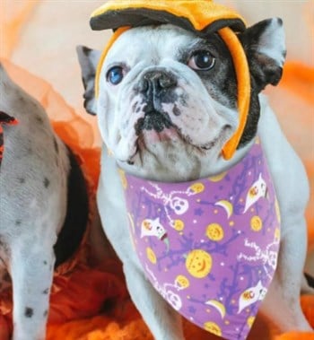 Köpek Ve Kedi Fular Bandana Cadılar Bayramı Modeli Mor BuShop 