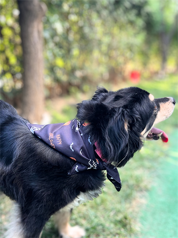 Köpek Ve Kedi Fular Bandana Cadılar Bayramı modeli Siyah BuShop