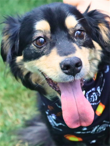 Köpek Ve Kedi Fular Bandana Cadılar Bayramı modeli Siyah BuShop