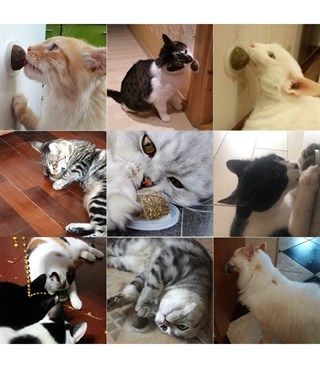 Özel kedi nanesi Doğal yaban sümbüllü   Kedi oyuncağı BuShop Sağlıklı ve vitaminli