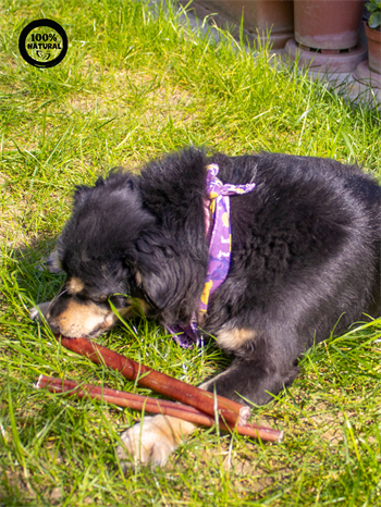 Kolajen Çubukları 30 Cm %100 Doğal Köpek Ödül Maması,2 adet, Proteinli Kolajen Çubuk, Gurme Seri