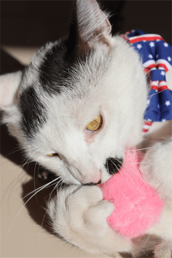 Peluş kedi oyuncak İnteraktif kedi oyuncağı Gerçek Kuş Sesli - Pembe