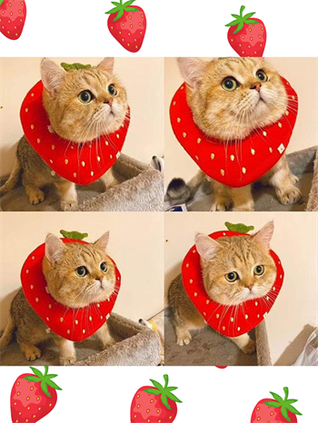 Şişme Yakalığı Yavru Kedi Koruyucu  Boyunluk BuShop Yüksek Kalite %100 Pamuk Çilek Modeli Medium