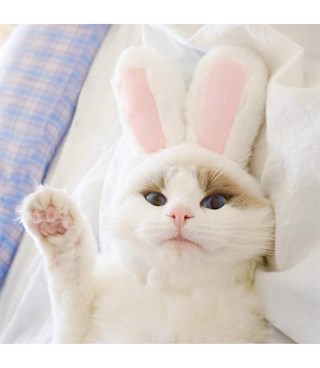 Tavşan Kulaklı Kedi Şapkası -Peluş Başlığı-Yumuşak kumaş