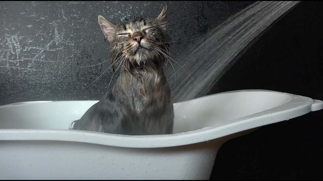Kedi Yıkamasında Dikkat Edilmesi Gerekenler Nedir? - lukapetmarket.com
