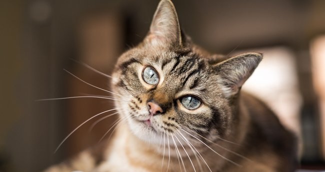 Tekir Kediler Hakkında Bilinmesi Gerekenler ve Tekir Kedi Özellikleri - lukapetmarket.com