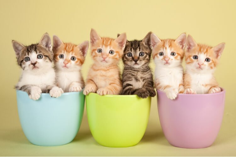 Yavru Kedi İçin Nasıl Hazırlık Yapılır ? - lukapetmarket.com