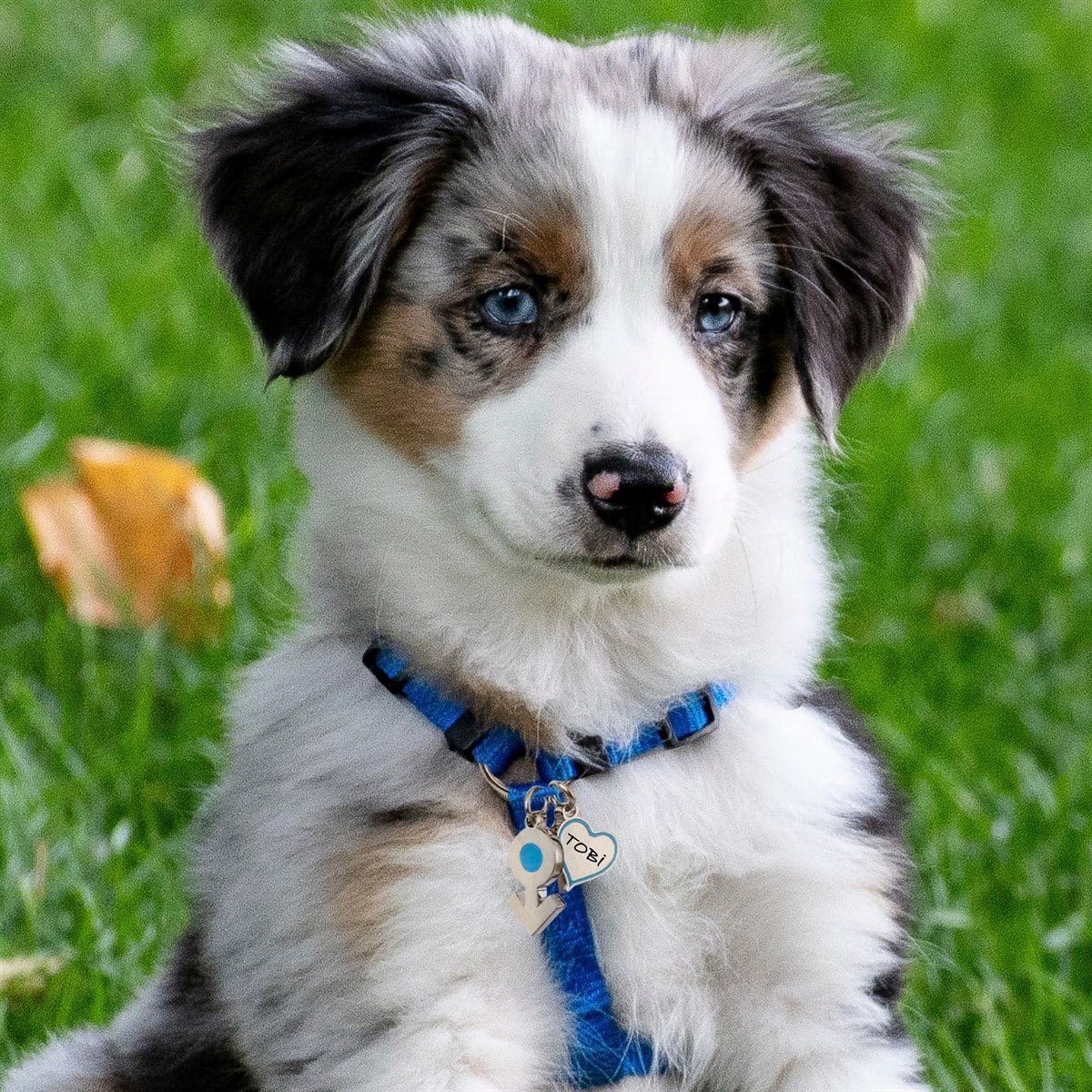 Zekupp Kedi Köpek Künye Tasma Aksesuarı ERKEK M3