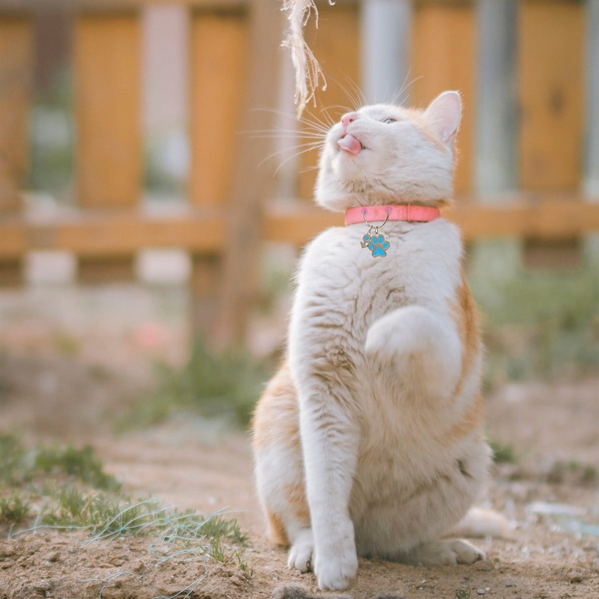 Zekupp Kedi Köpek Künye Tasma Aksesuarı ERKEK M2