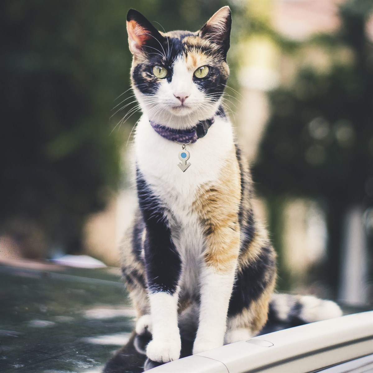 Zekupp Kedi Köpek Künye Tasma Aksesuarı ERKEK M11