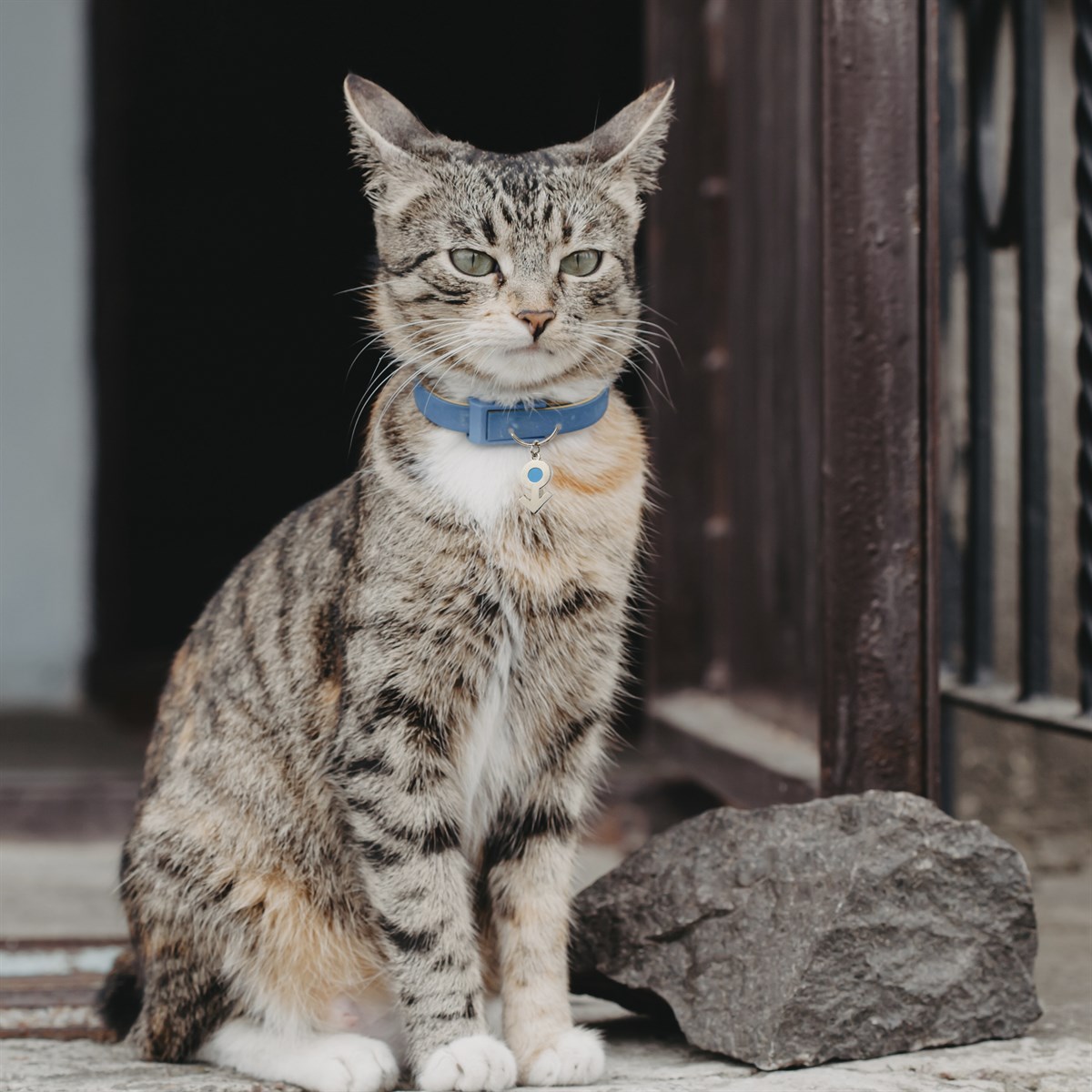 Zekupp Kedi Köpek Künye Tasma Aksesuarı ERKEK M11
