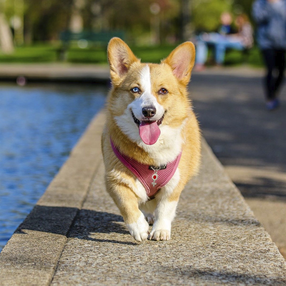 Zekupp Kedi Köpek Künye Tasma Aksesuarı DİŞİ M10