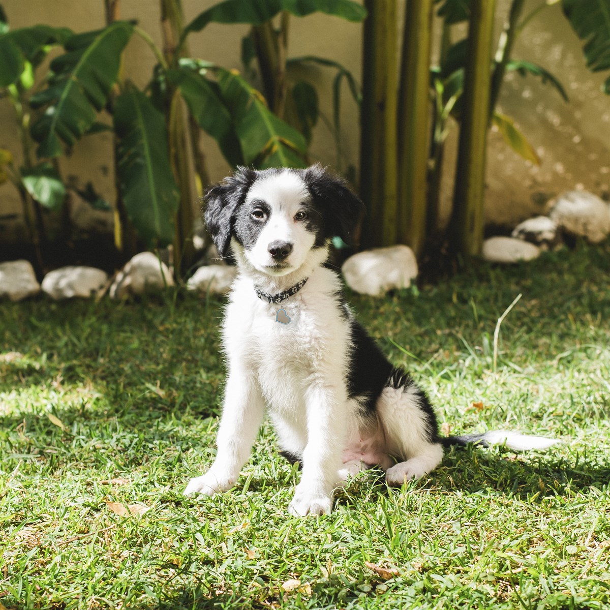 Zekupp Kedi Köpek Künye Tasma Aksesuarı ERKEK