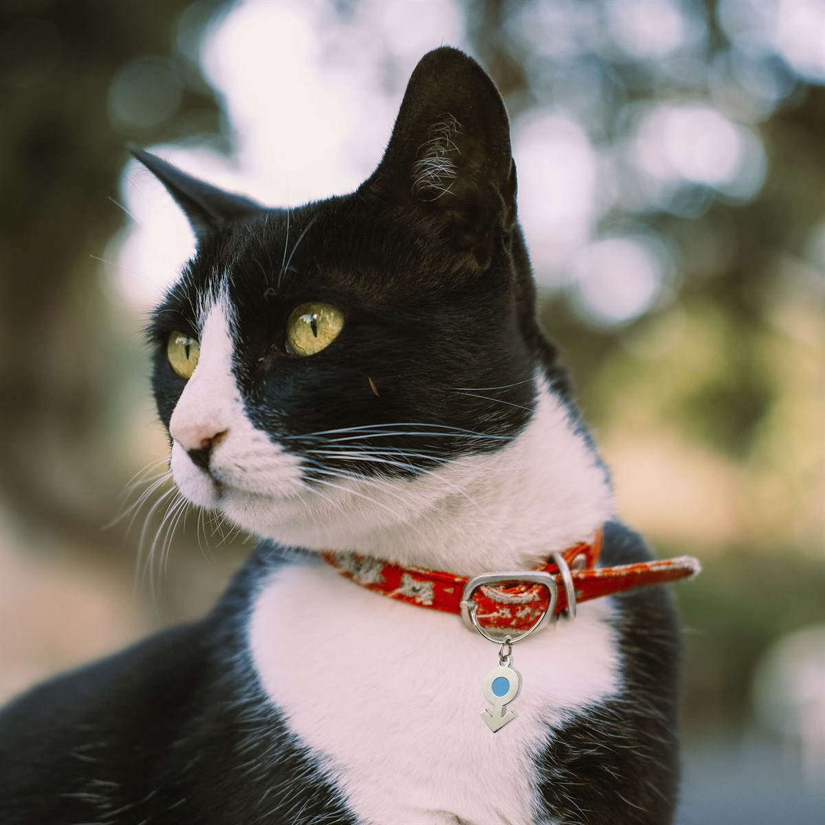 Zekupp Kedi Köpek Künye Tasma Aksesuarı ERKEK M11
