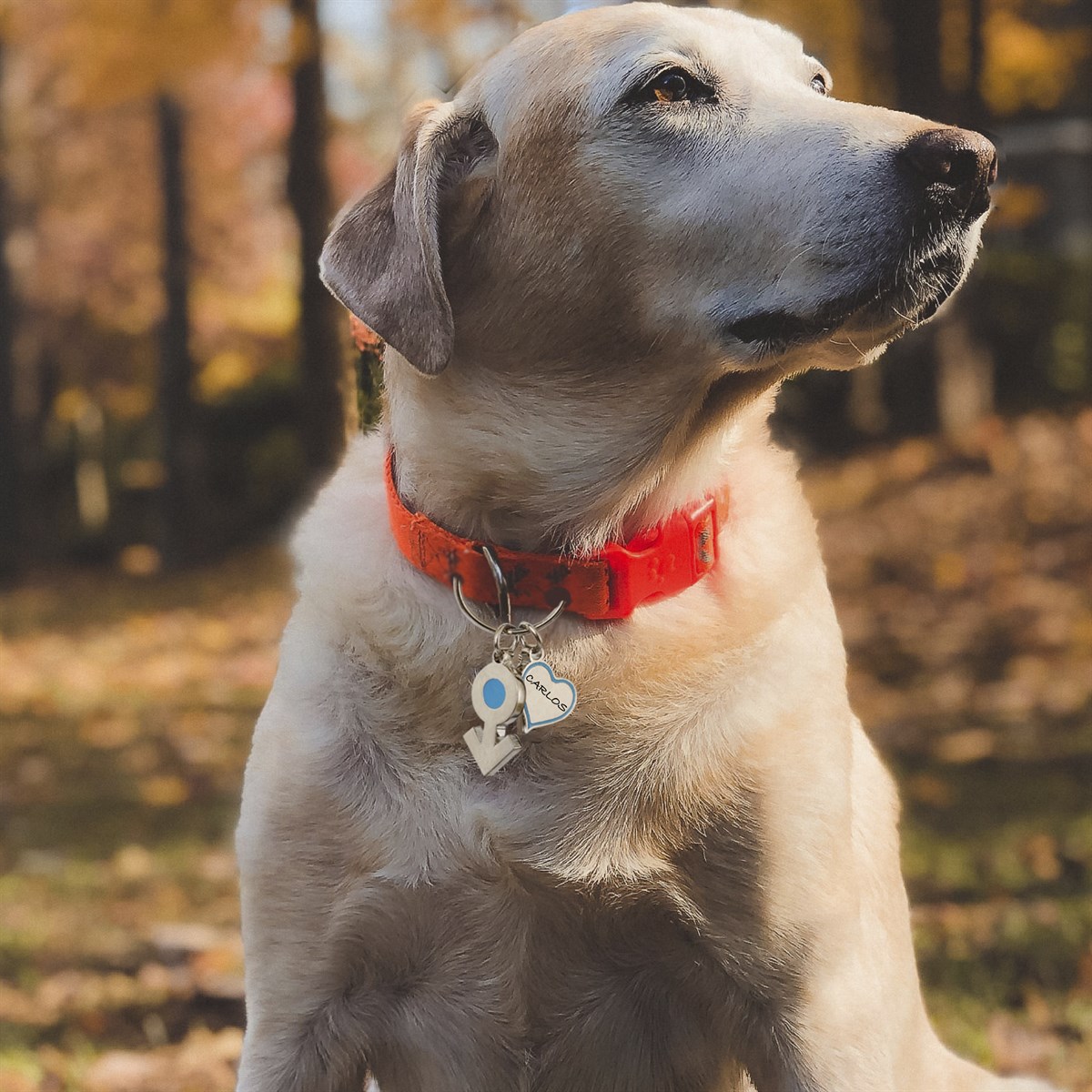 Zekupp Kedi Köpek Künye Tasma Aksesuarı ERKEK M3