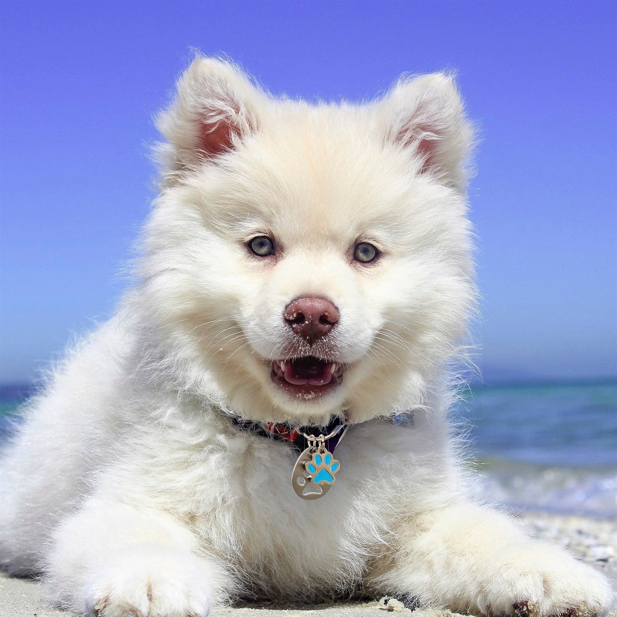 Zekupp Kedi Köpek Künye Tasma Aksesuarı ERKEK M4