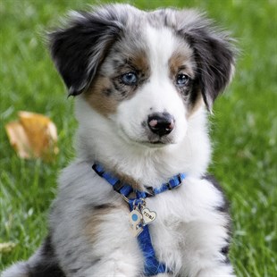 Zekupp Kedi Köpek Künye Tasma Aksesuarı ERKEK M3