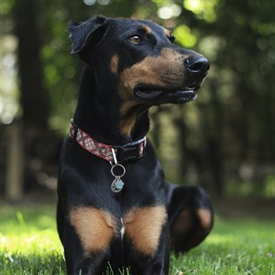 Zekupp Kedi Köpek Künye Tasma Aksesuarı ERKEK M4