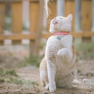 Zekupp Kedi Köpek Künye Tasma Aksesuarı ERKEK M2