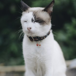 Zekupp Kedi Köpek Künye Tasma Aksesuarı DİŞİ M8